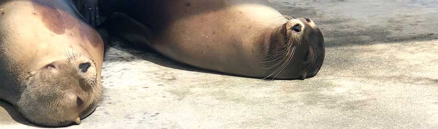 sea lions lying in the sun