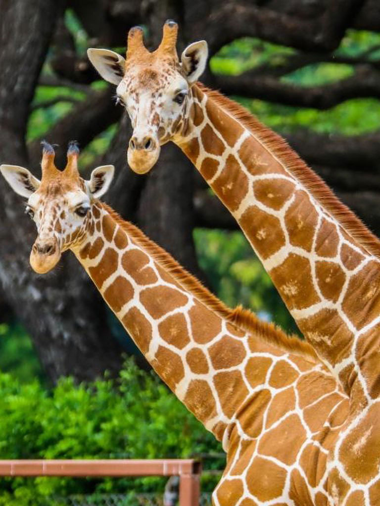 a pair of giraffes