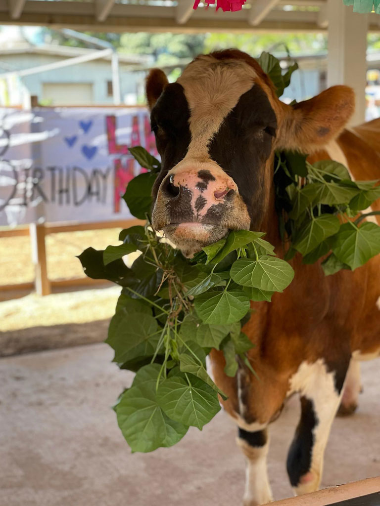 a cow eating leaves