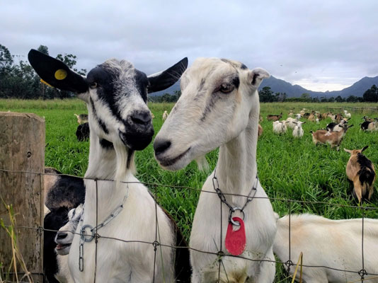 various goats at Sweet Land Farm