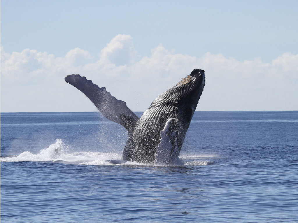 Humpback Whale breached out of the water