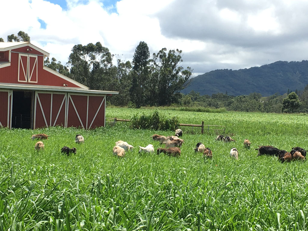 goats grazing at Sweet Land Farm