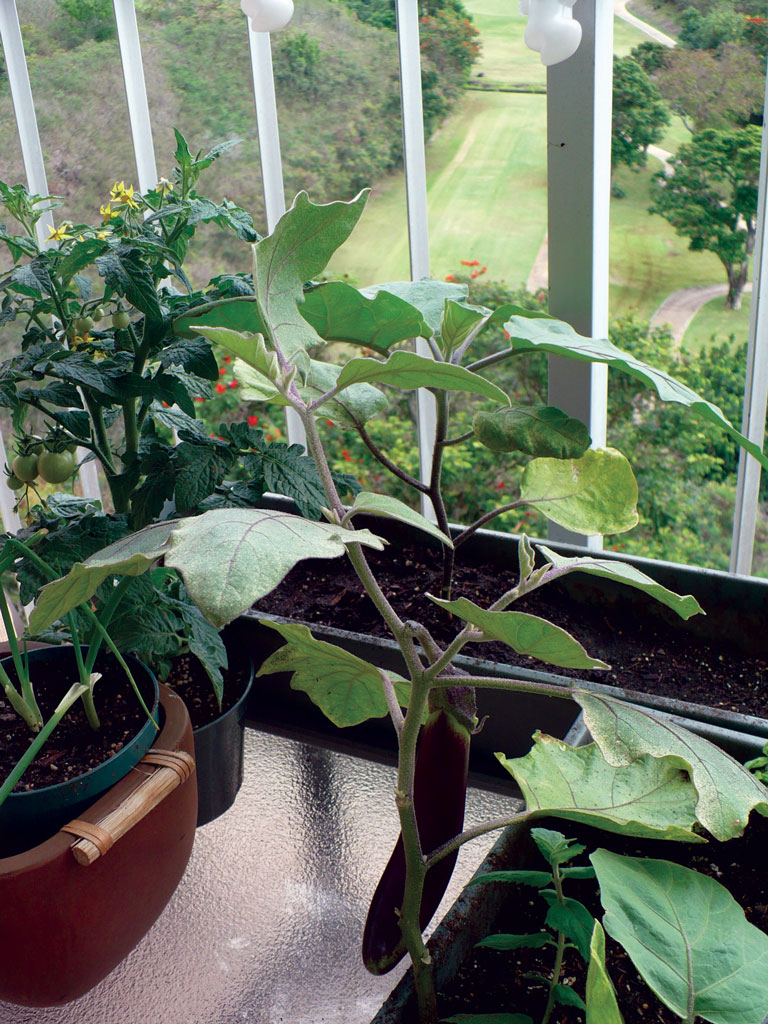 plants being grown on a lanai