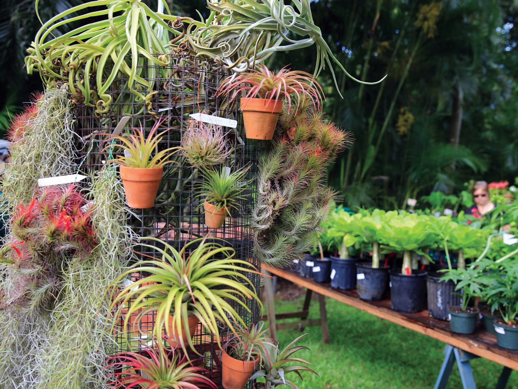 plants offered at Waimea Valley’s weekly plant sale