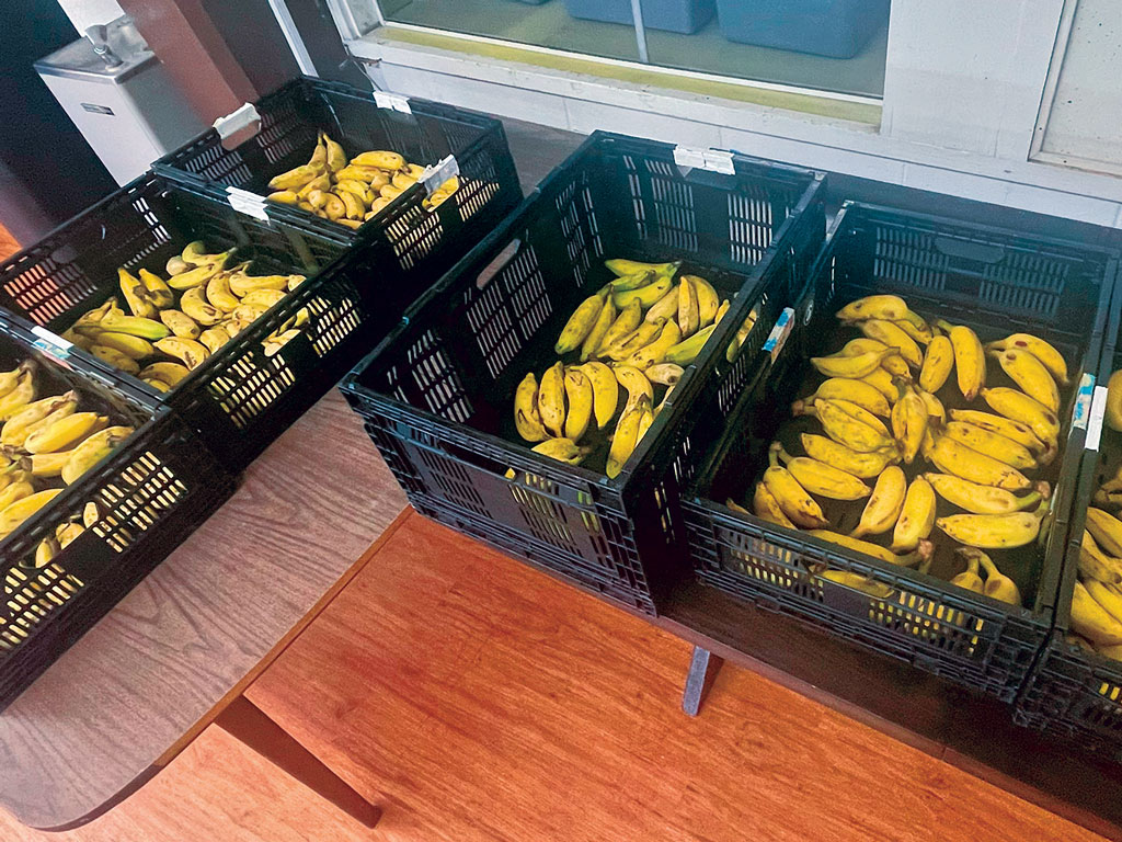 various bananas in storage bins