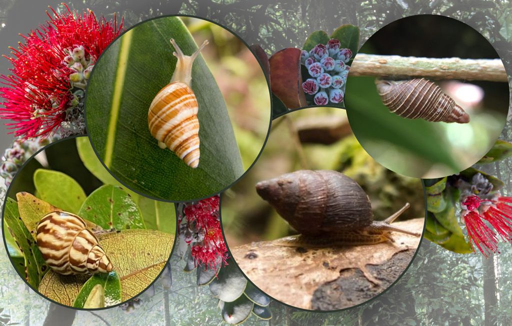 Slow but Steady: The Comeback of Hawai‘i’s Native Snails
