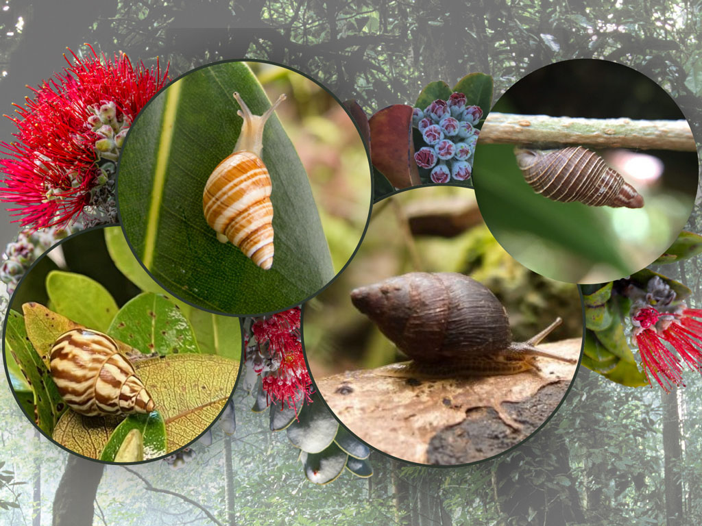 collage of various snails