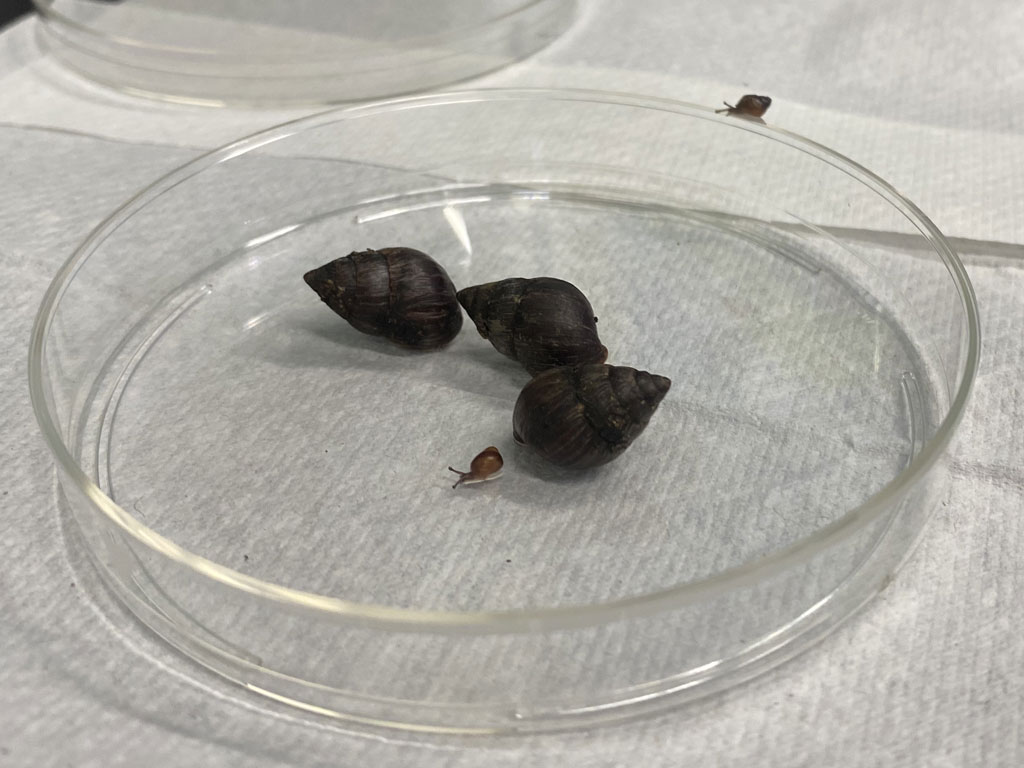 Baby and two-year-old native Hawaiian snails thriving in the Honolulu Zoo’s conservation lab, safely housed until they are ready for release.