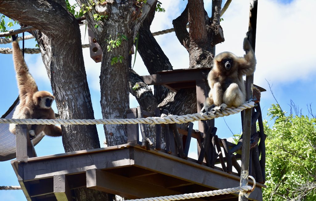 two gibbons swinging at Honolulu Zoo