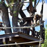 two gibbons swinging at Honolulu Zoo