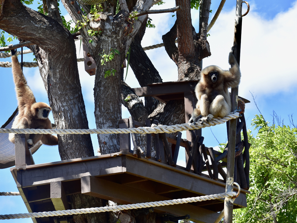 two gibbons swinging at Honolulu Zoo