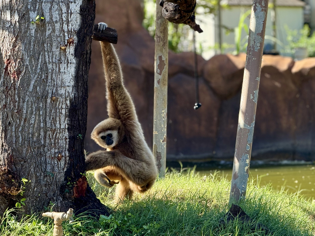 a gibbon swinging at Honolulu Zoo