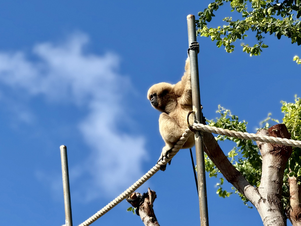 a gibbon swinging at Honolulu Zoo