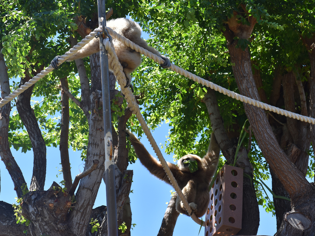 two gibbons swinging at Honolulu Zoo