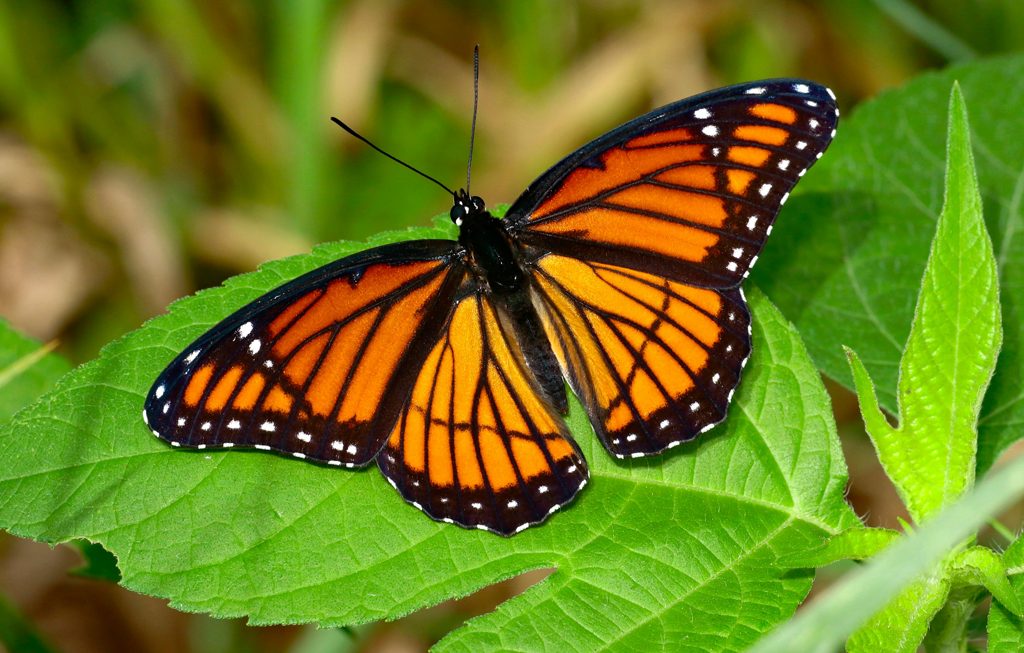 butterfly on a leaf