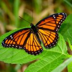 butterfly on a leaf