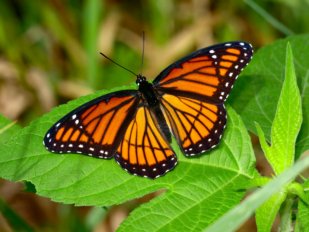 Exploring the Butterfly Life Cycle with Kids