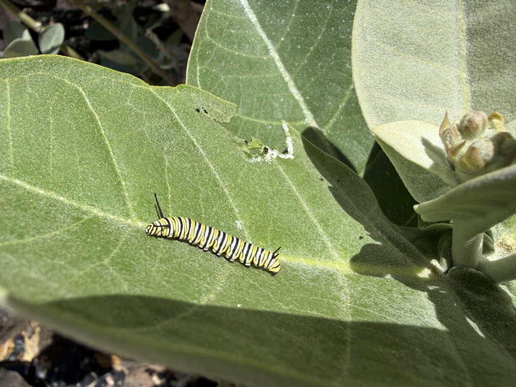 caterpillar on a leaf