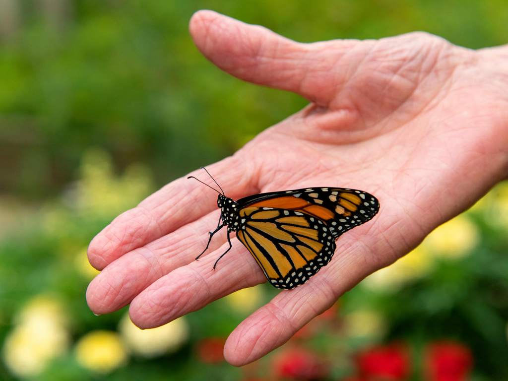 live butterfly landing on an elderly person's hand