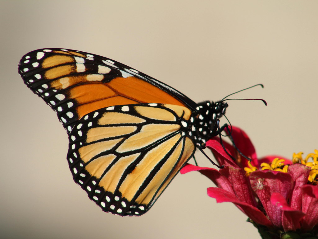 butterfly on a flower