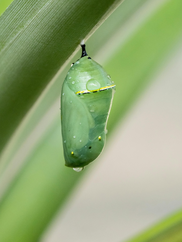 butterfly chrysalis