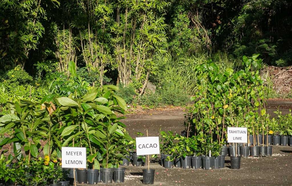 trees being given away at Arbor Day