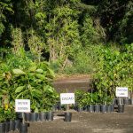 trees being given away at Arbor Day