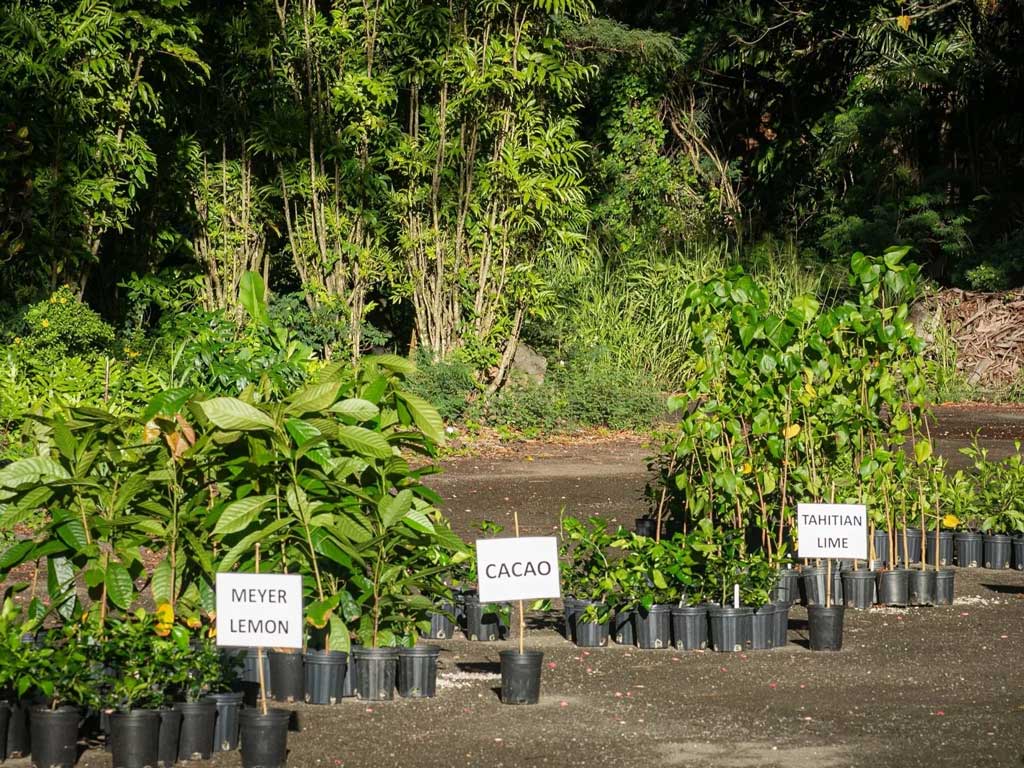 trees being given away at Arbor Day